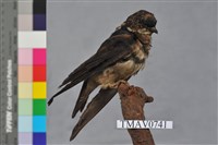 藏品(日本毛腳燕)的圖片